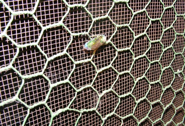 wasp.jpg