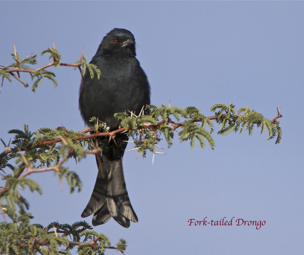 bird4.jpg