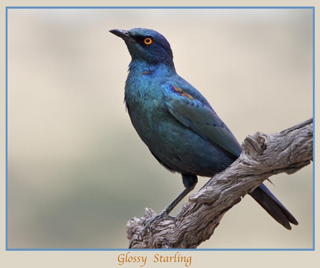 bird5.jpg