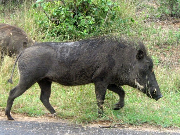 BSP - 17.jpg