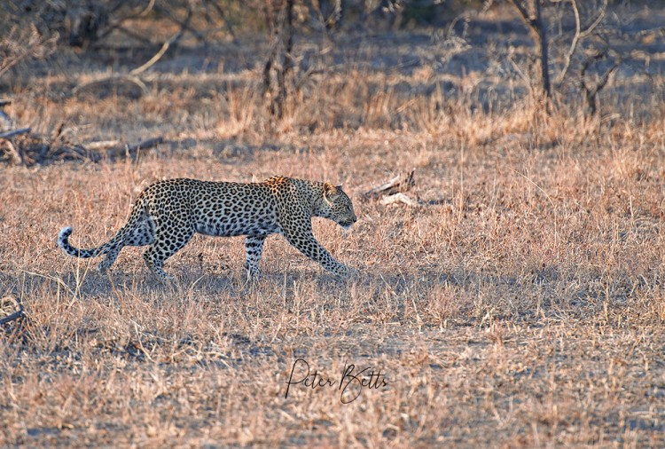 Daybreak Leopard.jpg