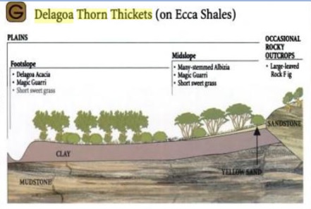 Ecozone G Delagoa Thicket.jpg
