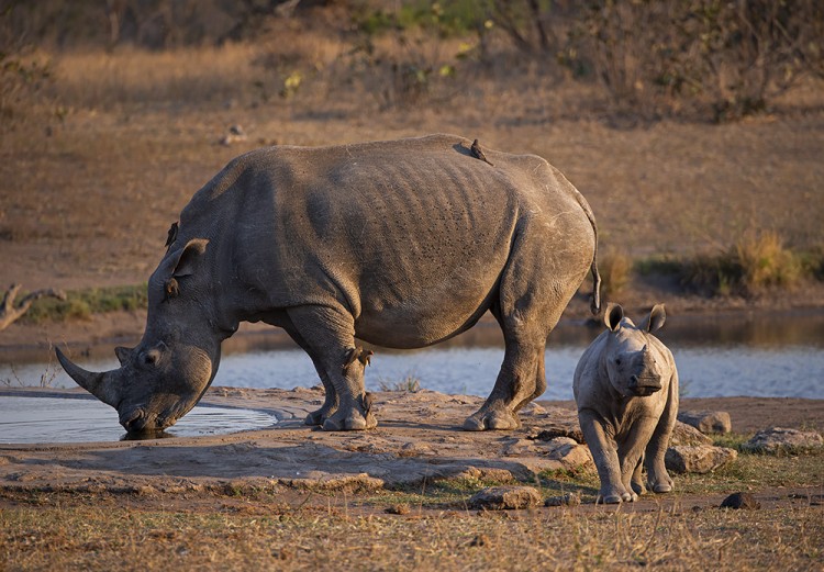 Mother & Child2.jpg