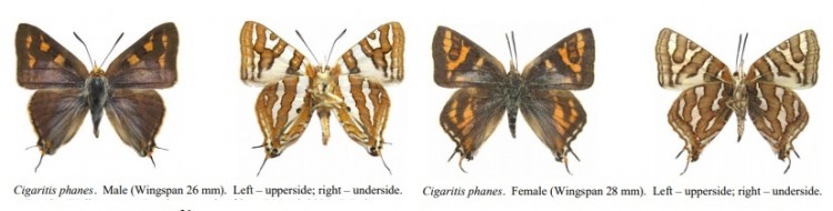 Cigaritis phanes.jpg