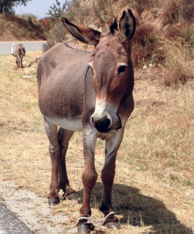 Hobbles_on_a_donkey.jpg