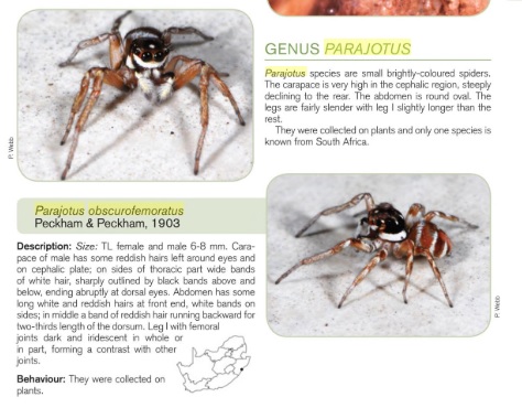 Parajotus.jpg