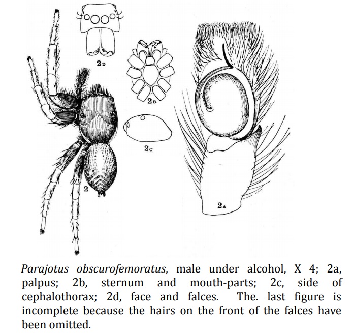 Parajotus plate.jpg