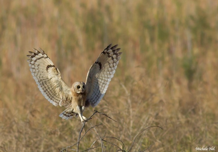 Marsh Owl