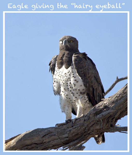 eagle.jpg
