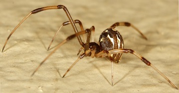 Latrodectus geometricus.jpg