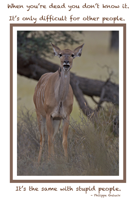 kudu.jpg