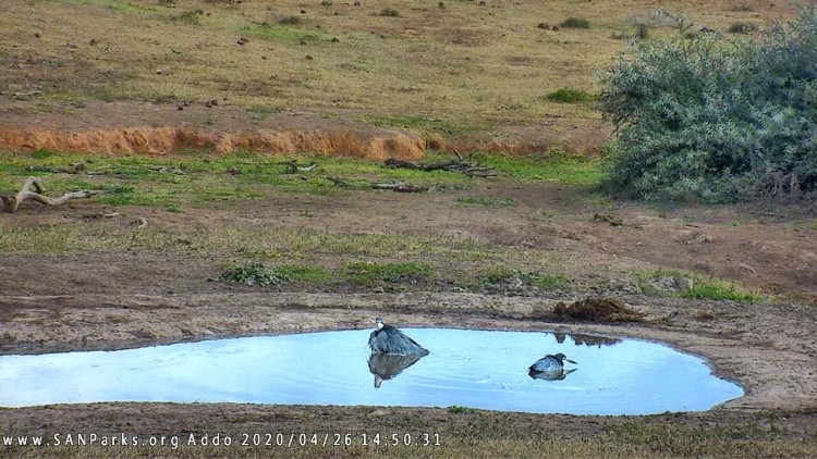 addo1450.jpg
