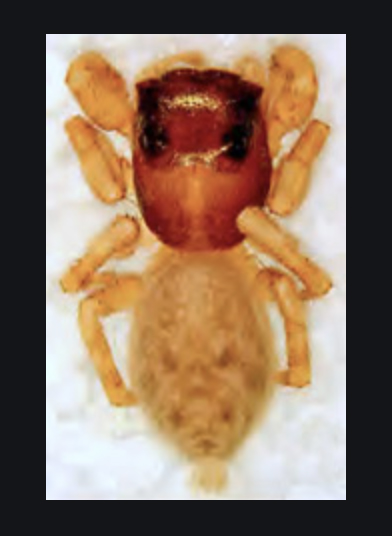 Euophrys cochlea_f.jpg