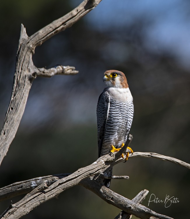 Rednecked Falcon Kij Kij.jpg