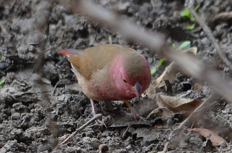 DSC_6883 Male Redbilled Firefinch_01.jpg