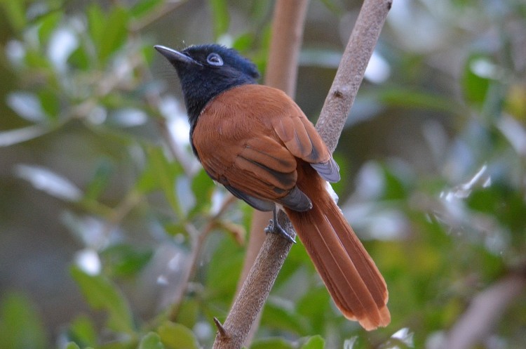 DSC_6953 Paradise Flycatcher_01.jpg