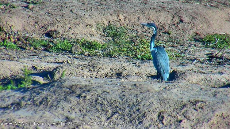 addo1616.jpg