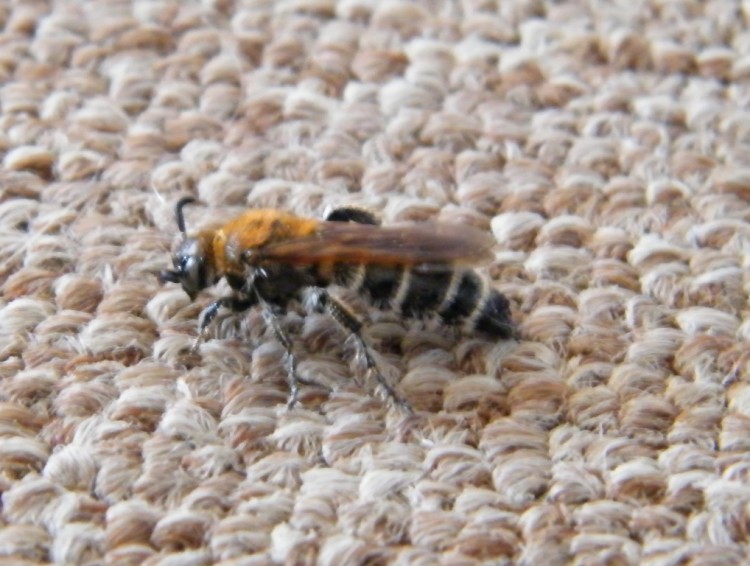 DSCF0021.JPG