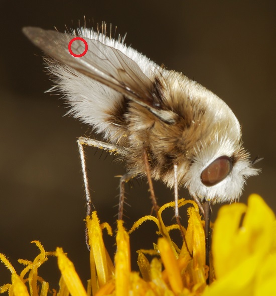 wings IMG_6823_4.jpg