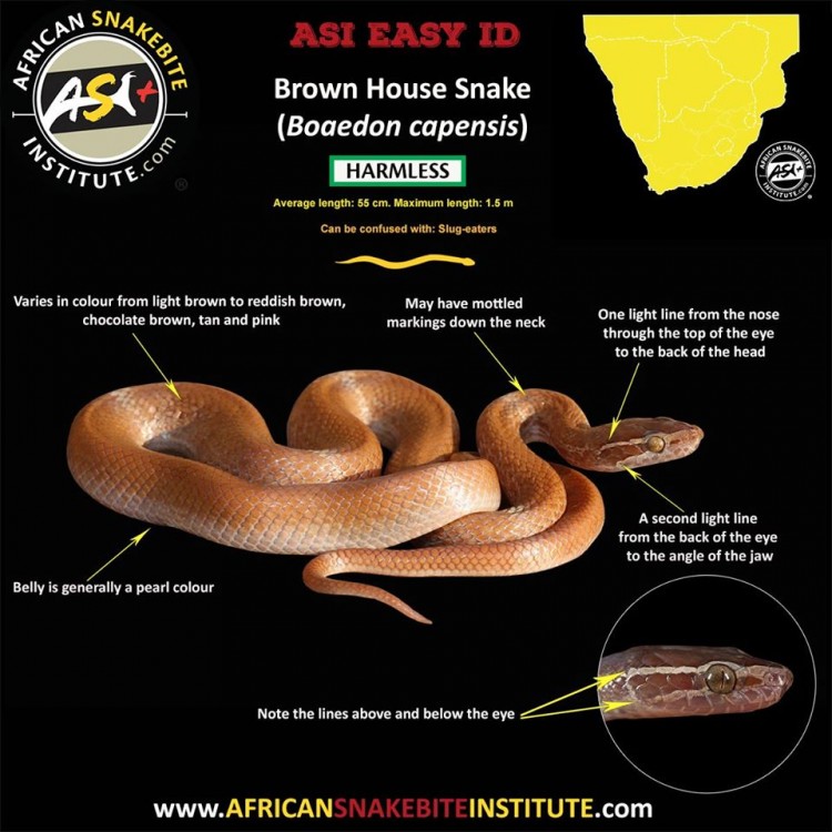 Brown House Snake.jpg