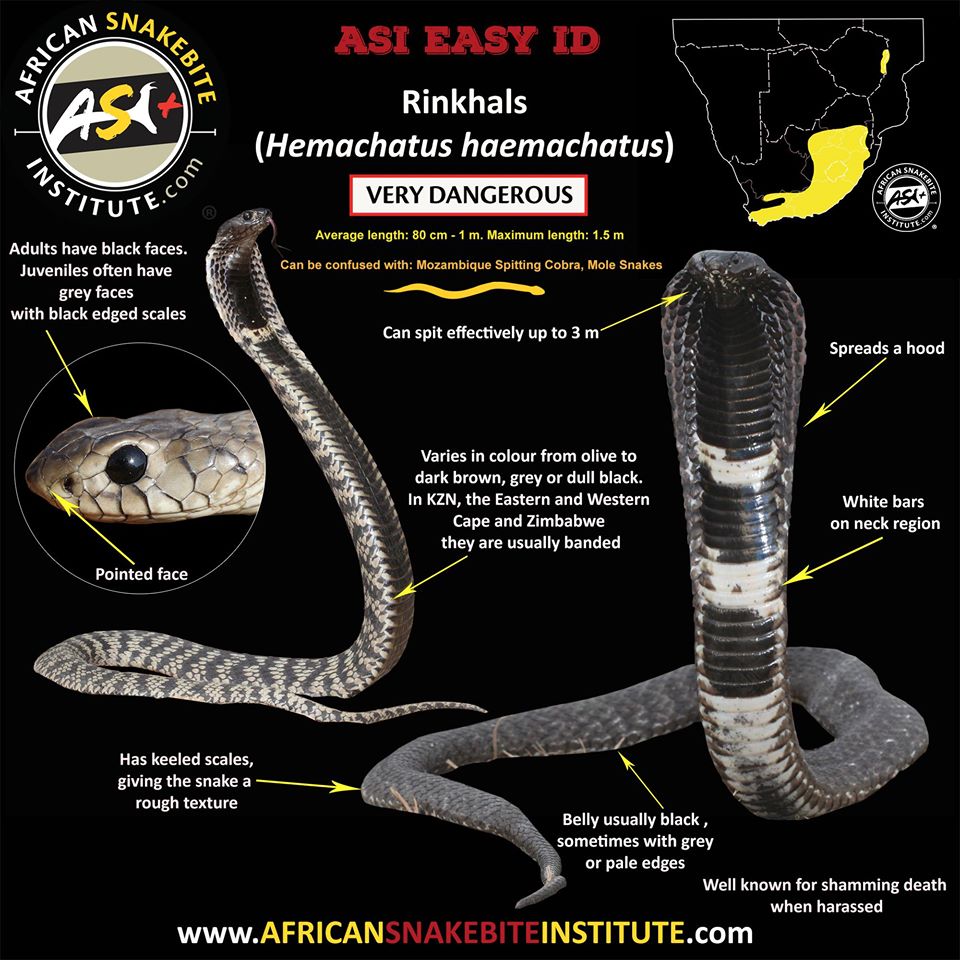 I am shocked! The King Cobra is not taxonomically a true cobra