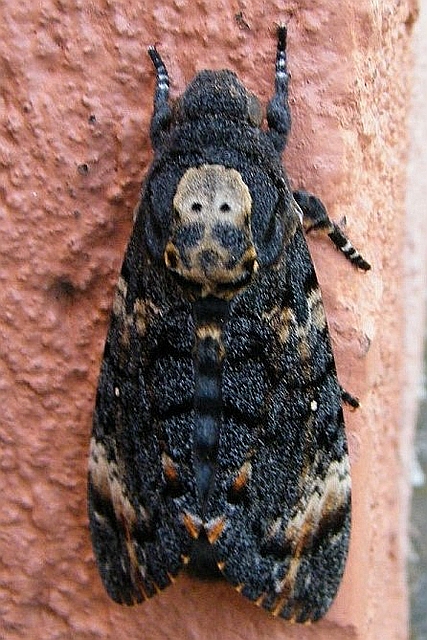 Acherontia atropos.jpg