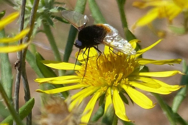 Bombomyia discoidea.jpg