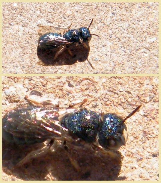 Ceratina (Pithitis) inermis.jpg