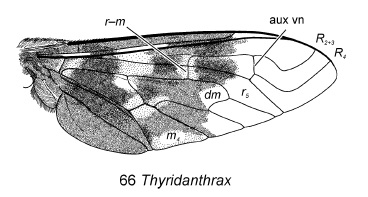 Wing with aux vn.jpg