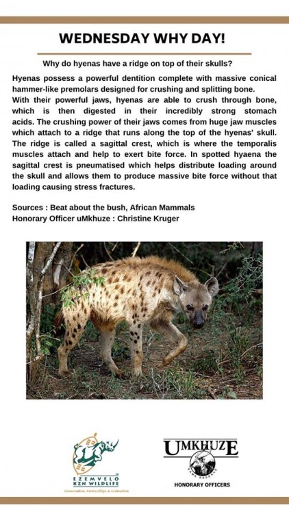 Spotted hyena.jpg