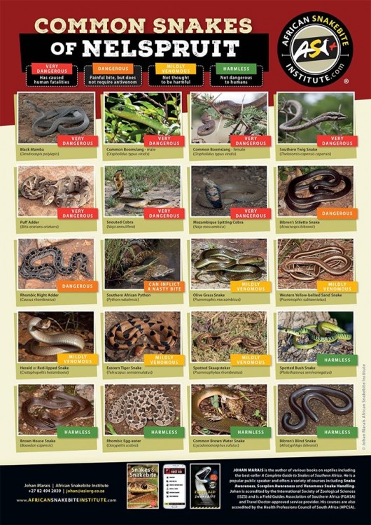 Nelspruit snakes.jpg