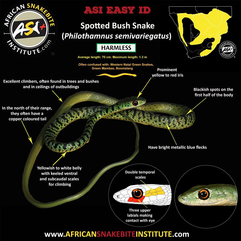 Black and Green Mamba Snake - Hluhluwe Game Reserve