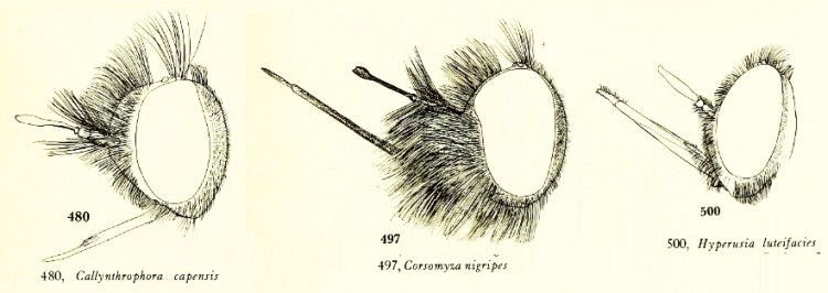 Position antennae.jpg