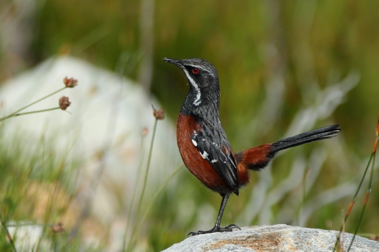 Cape Rockjumper.jpg