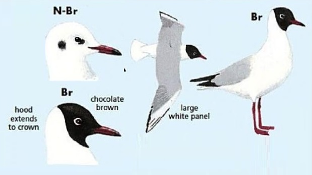 Black-headed Gull.jpg