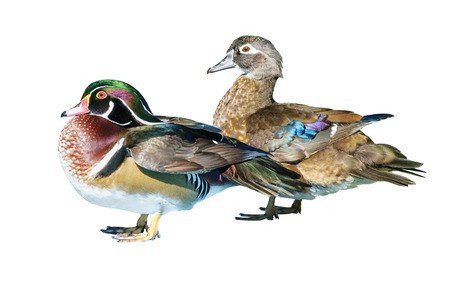 Wood Duck.jpg