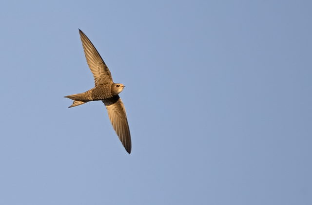 Pallid Swift.jpg