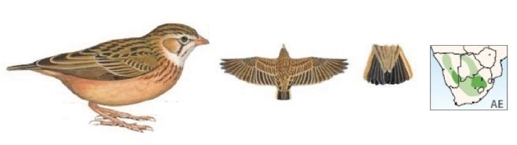 Pink-billed Lark.jpg