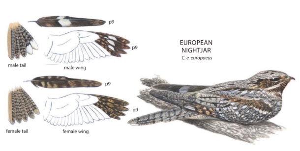 European Nightjar.jpg
