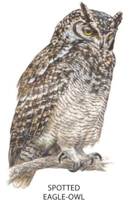 Spotted Eagle-owl.jpg