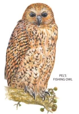 Pels Fishing Owl.jpg