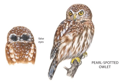 Glaucidium perlatum.jpg