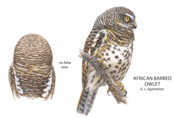 Glaucidium capense.jpg