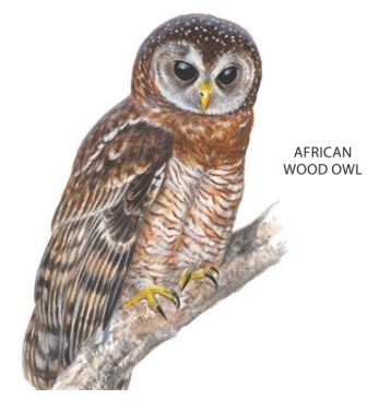 African Wood Owl.jpg