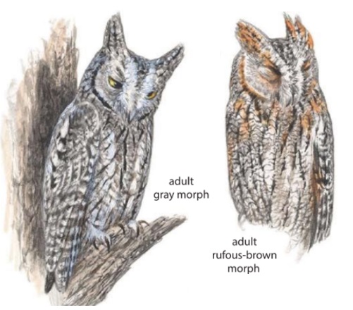 African Scops-Owl.jpg