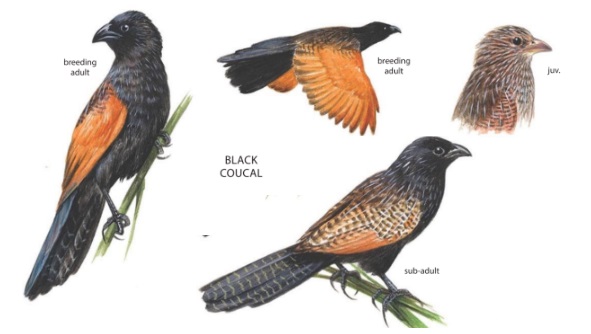 Black Coucal.jpg