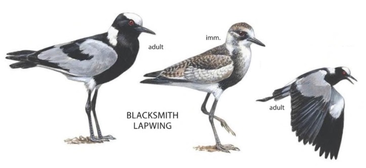 Blacksmith Lapwing.jpg