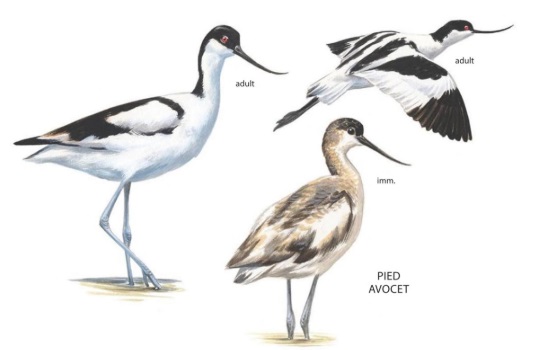 Pied Avocet.jpg