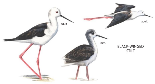 Black-winged Stilt.jpg