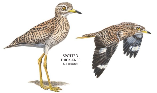 Spotted Thick-knee.jpg